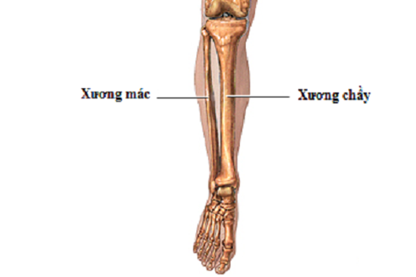 /uploads/1571322904-gay-xuong-mac-01.png